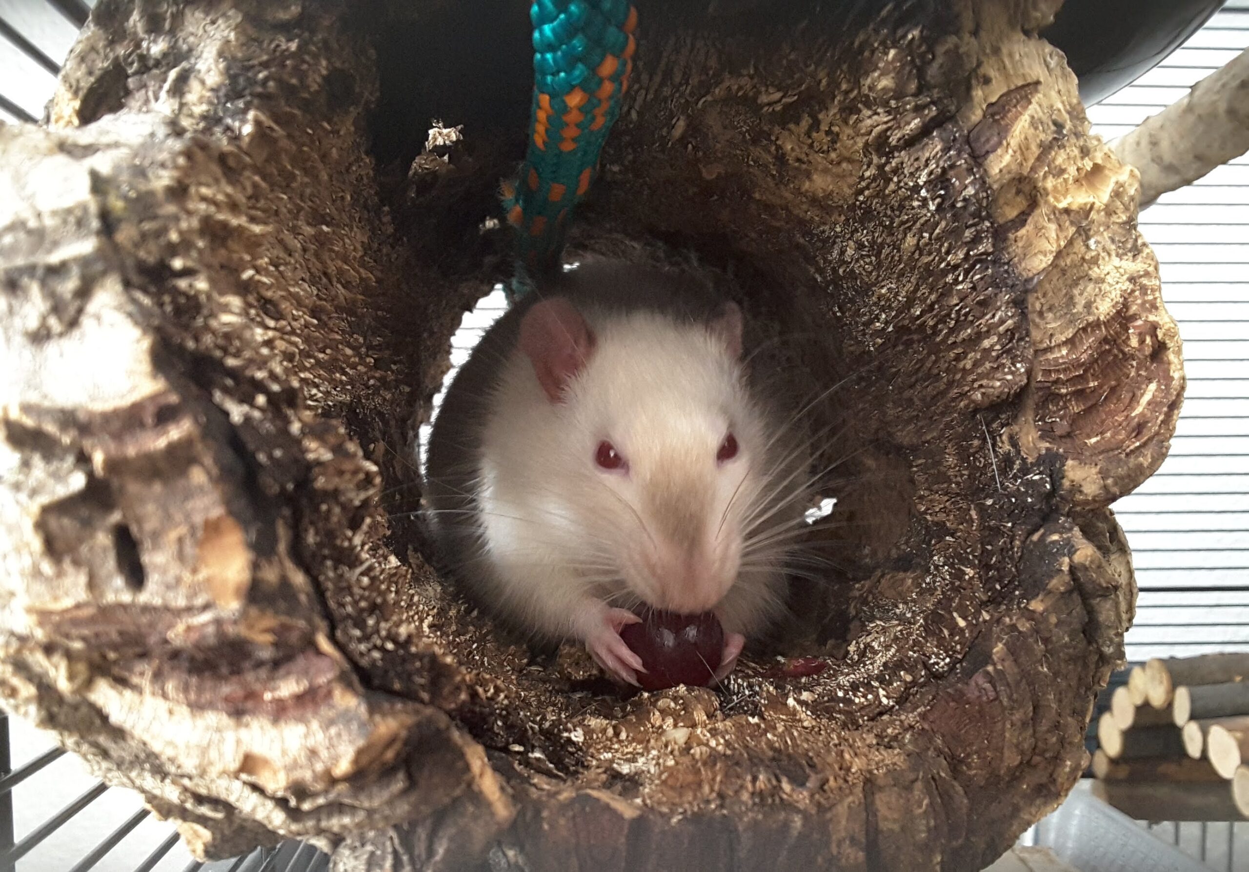 rattopia.de ist online!